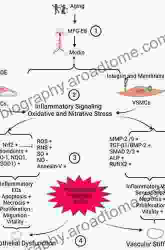 MFG E8 And Inflammation