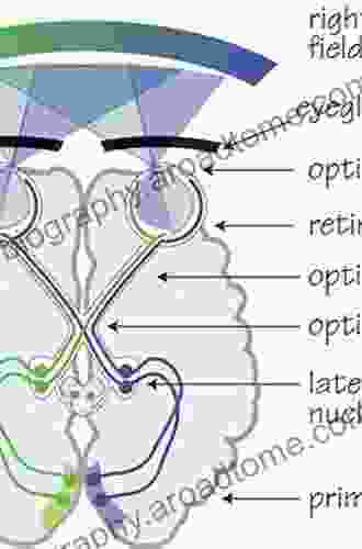 Visual Fields Via The Visual Pathway